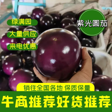 河南茄子紫光圆茄量大全国发货可视频看货