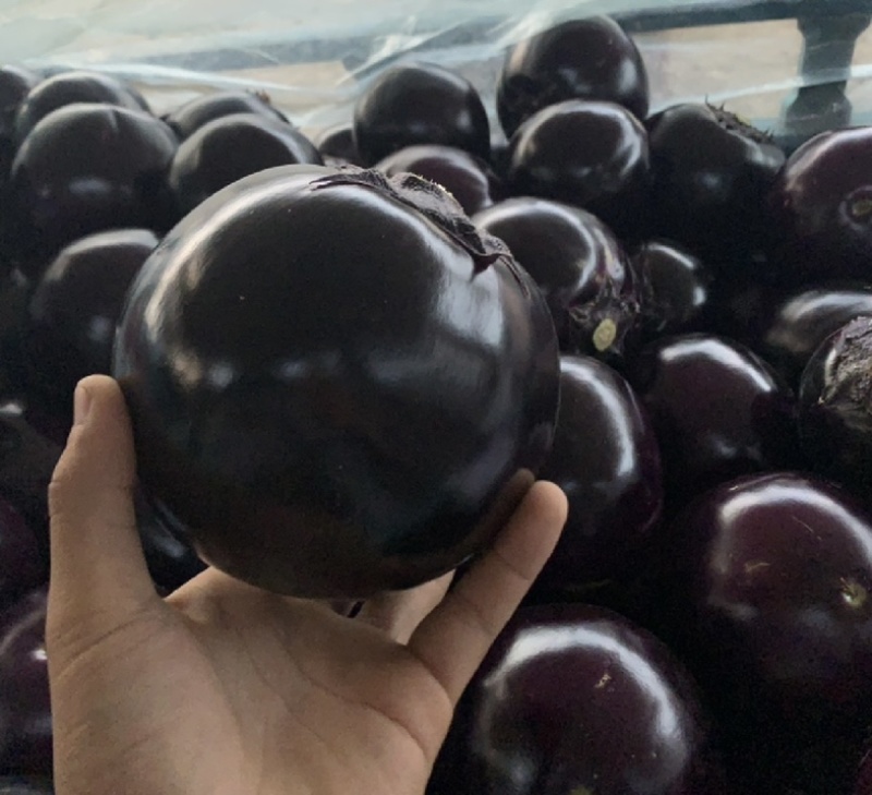河南茄子紫光圆茄量大全国发货可视频看货