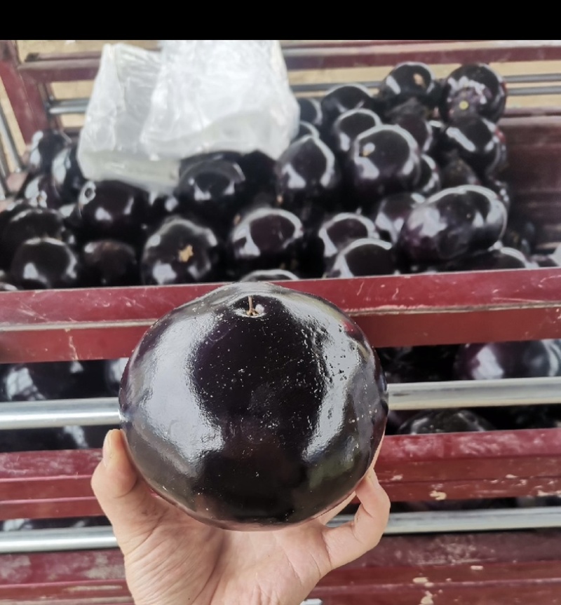 河南茄子紫光圆茄量大全国发货可视频看货