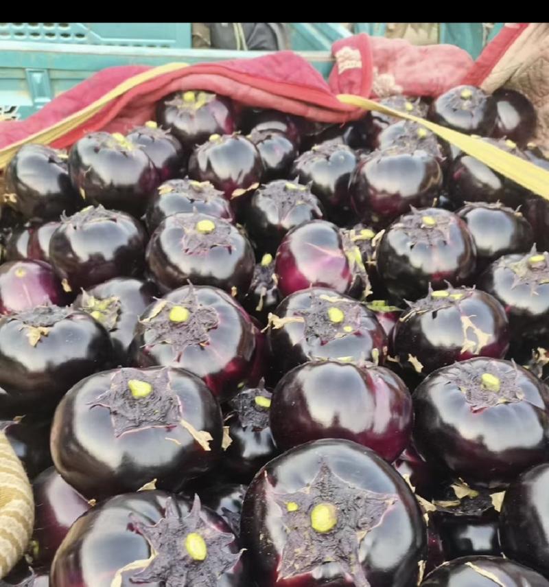 河南茄子紫光圆茄量大全国发货可视频看货