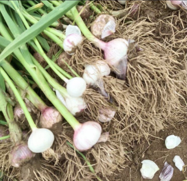 永年蒜与其他地区白皮蒜营养成分对比柱状图 永年蒜营养成分对比图