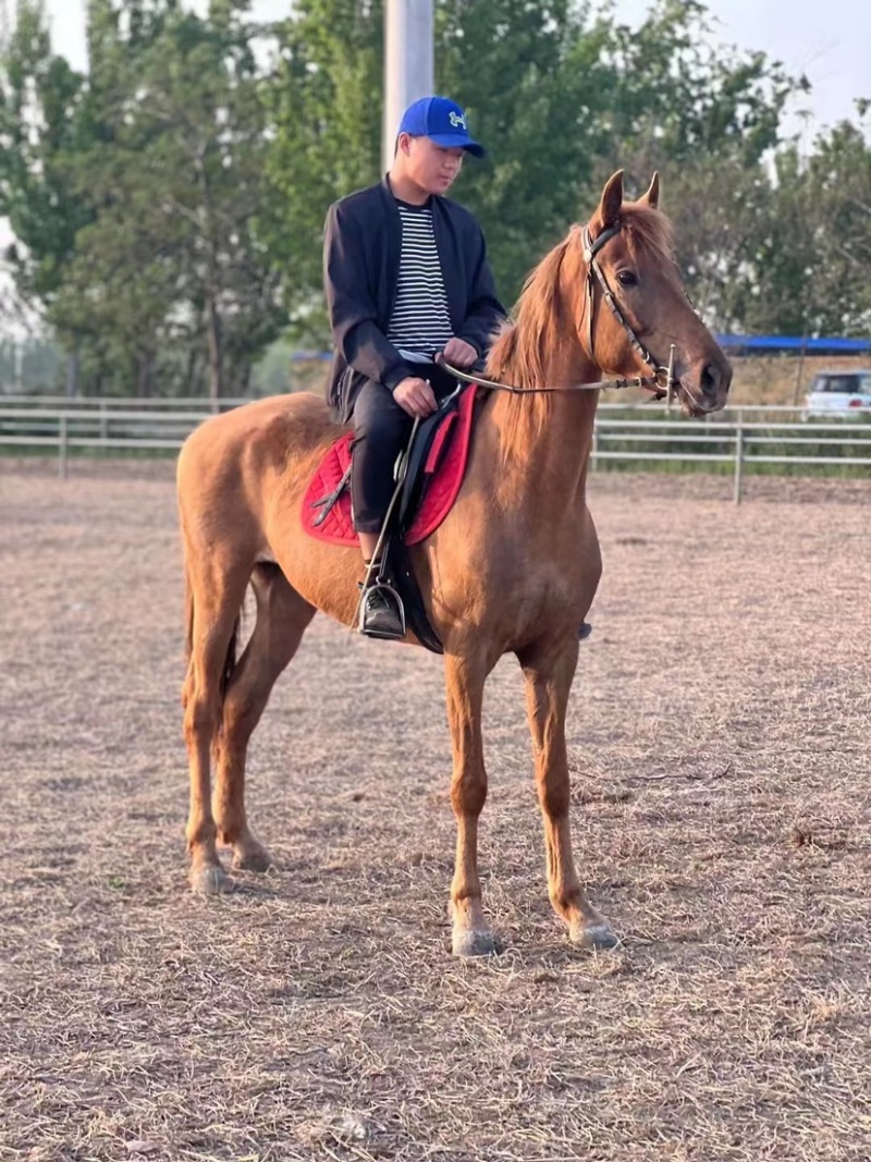 骑乘马宠物马黄金骟马骑乘稳定调教成熟