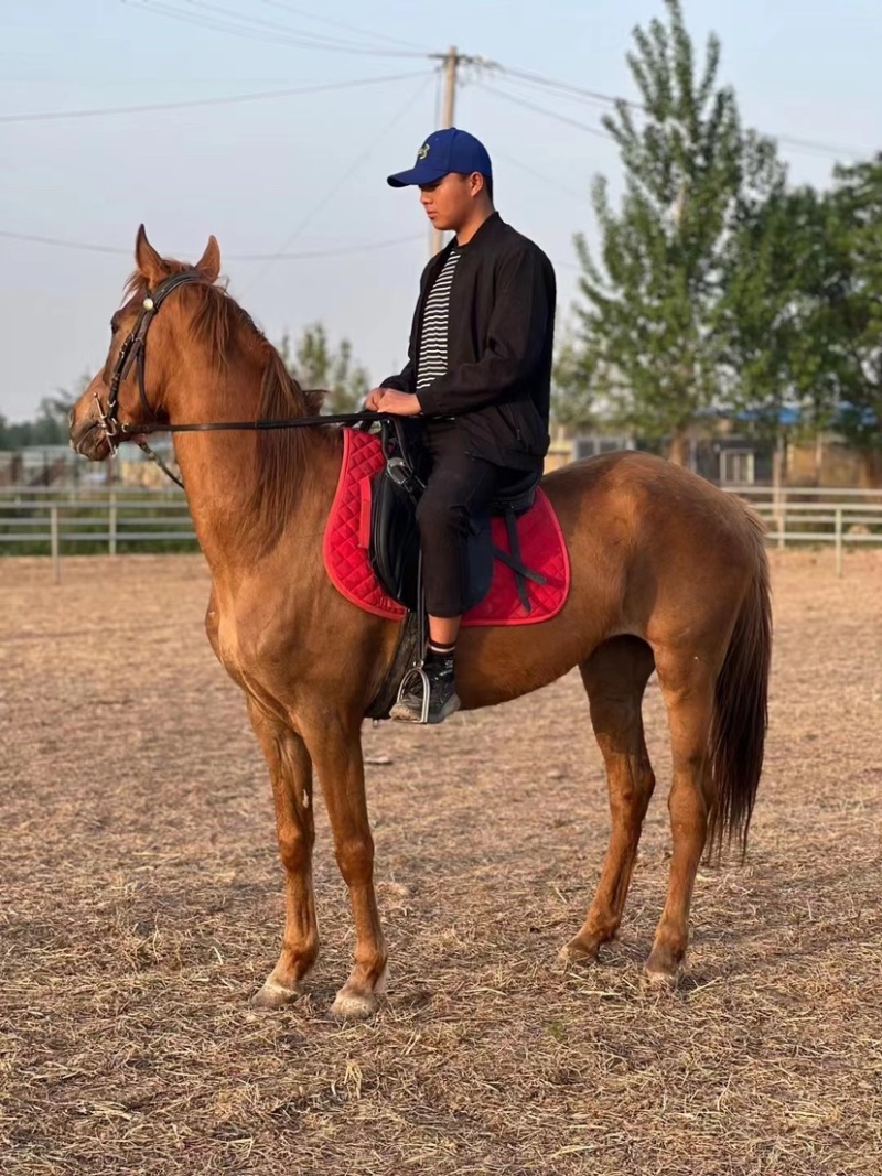 骑乘马宠物马黄金骟马骑乘稳定调教成熟