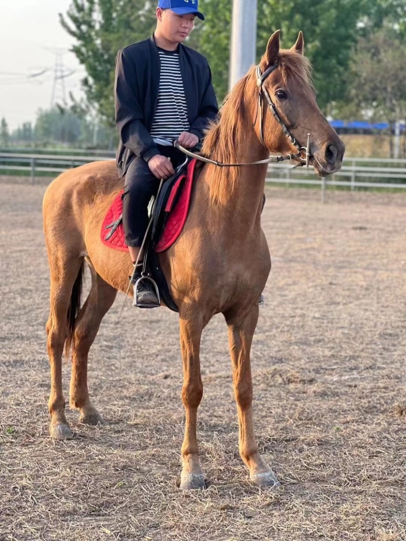骑乘马宠物马黄金骟马骑乘稳定调教成熟