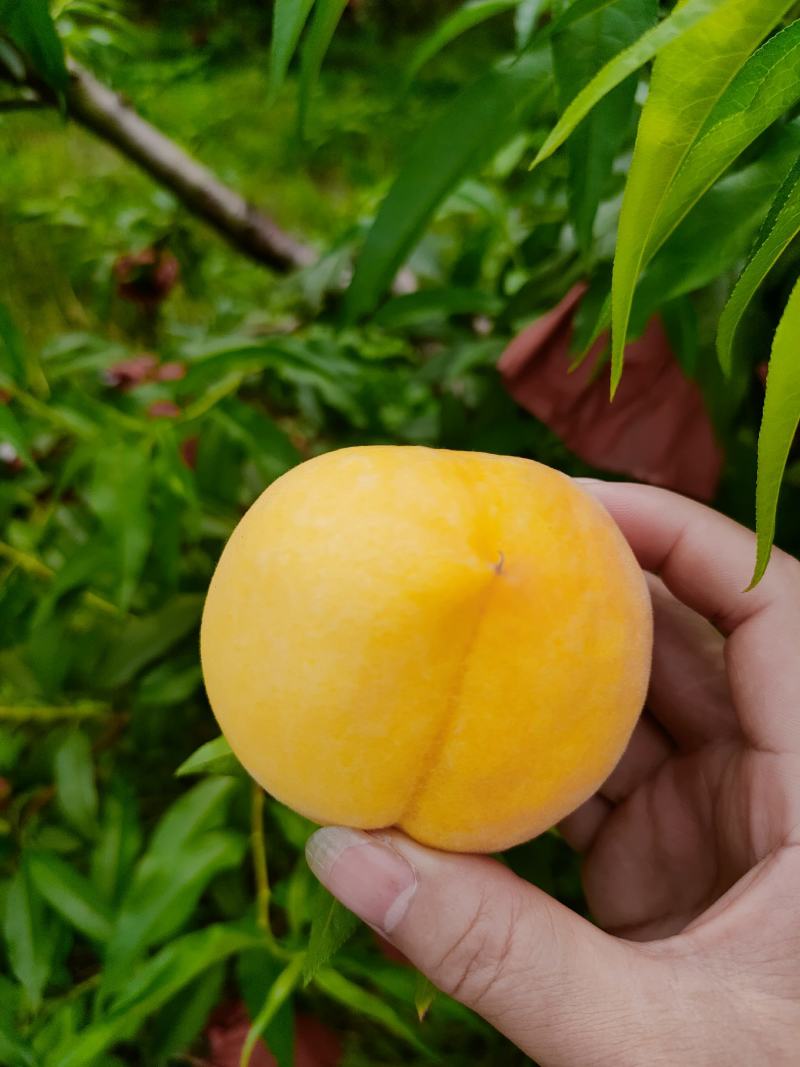 湖北黄桃黄金蜜精美产地现摘现发个大脆甜可口