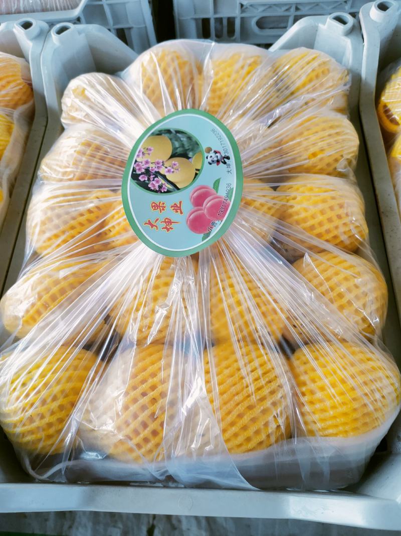 湖北黄桃黄金蜜精美产地现摘现发个大脆甜可口