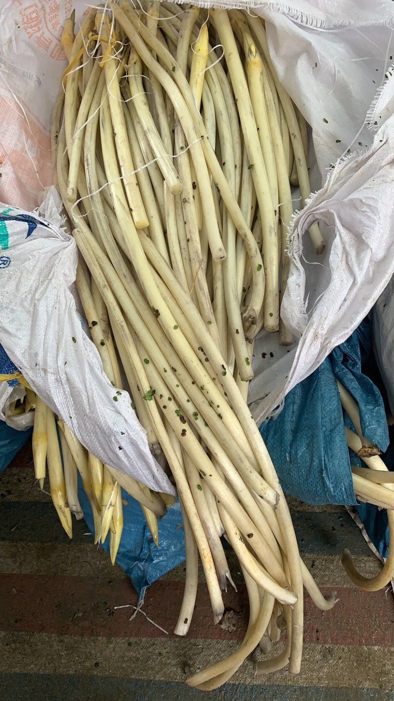 【牛商优选】仙桃藕带产地批发大量供应品质保证