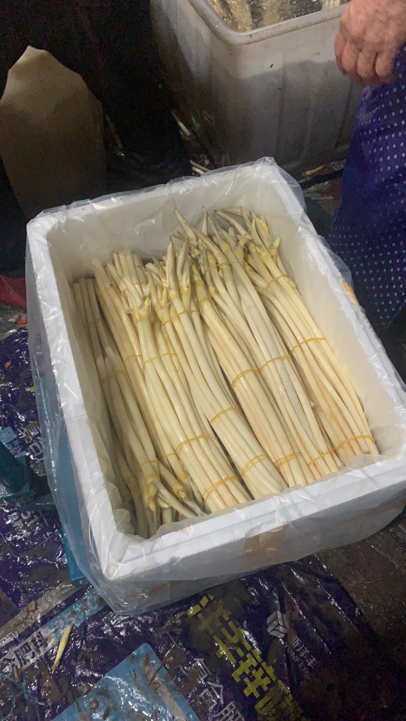 【牛商优选】仙桃藕带产地批发大量供应品质保证