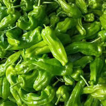 精品泡椒鲜辣椒货源充足全国发货质量保证价格便宜