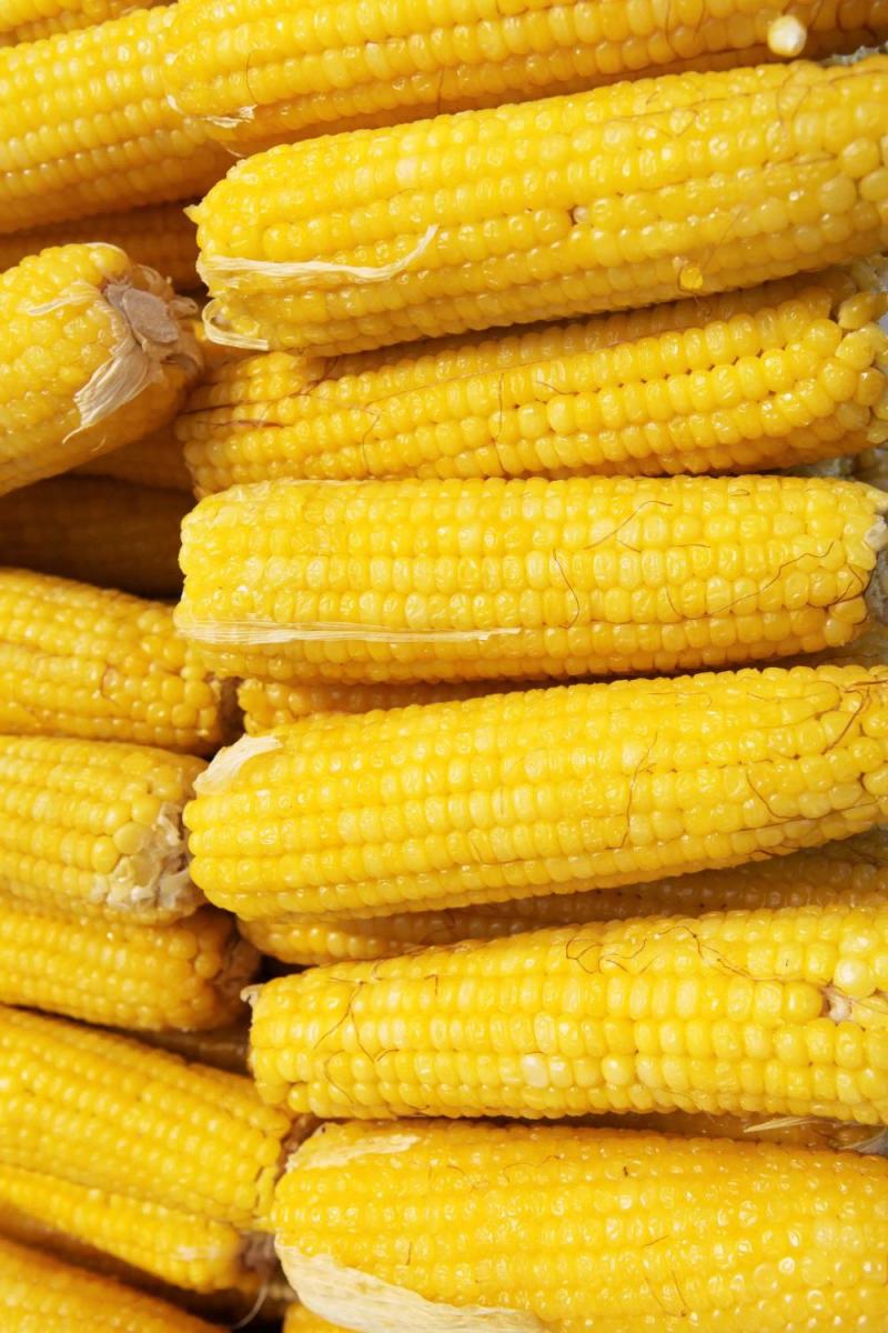 农家玉米，颗粒饱满，量大品优。欢迎洽谈