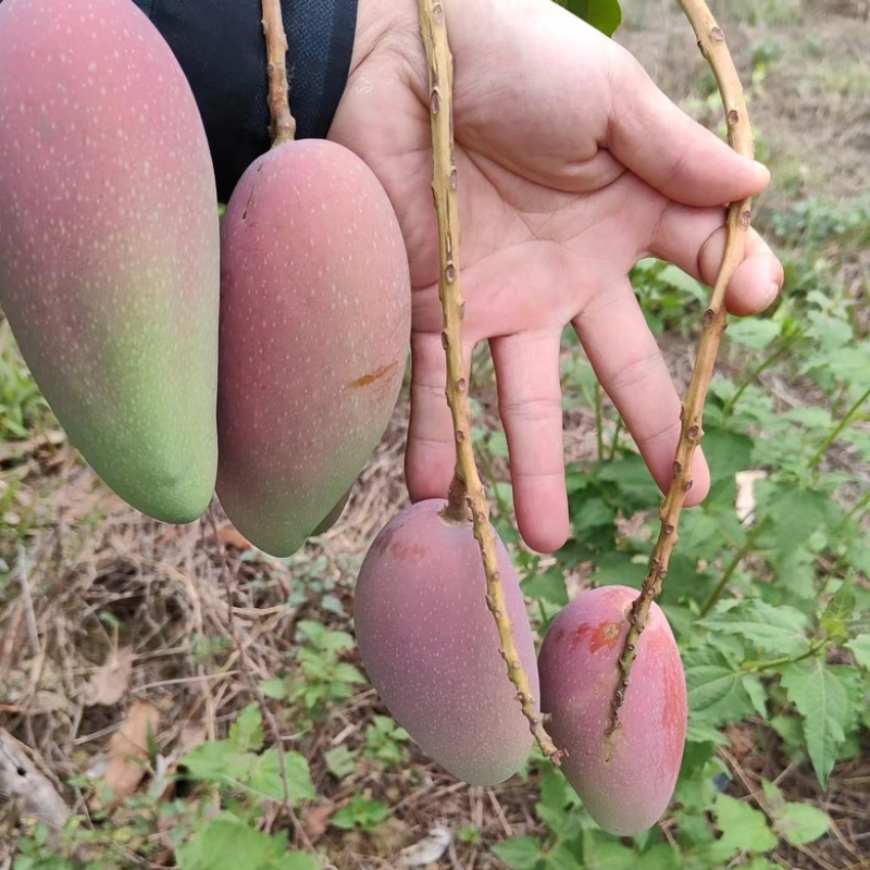 广西贵妃芒大量上市对接电商批发商社区团购