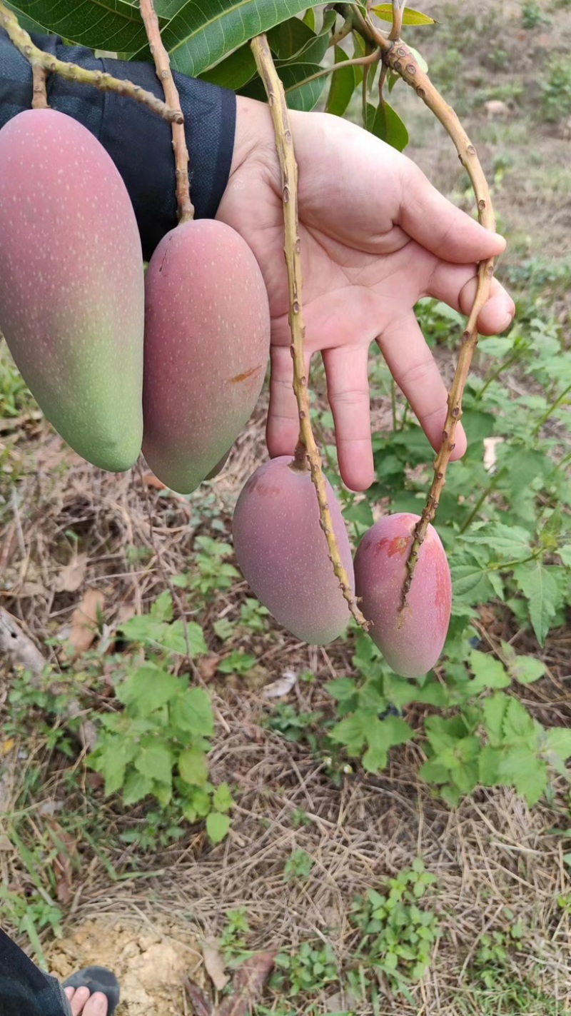 广西贵妃芒大量上市对接电商批发商社区团购