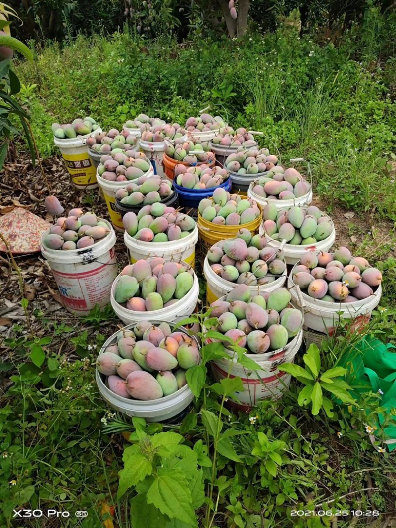 广西贵妃芒大量上市对接电商批发商社区团购