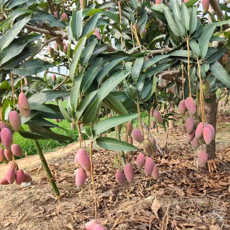 广西贵妃芒大量上市对接电商批发商社区团购