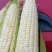 广西玉米，万糯2000，万糯188，白糯玉米，全国直发