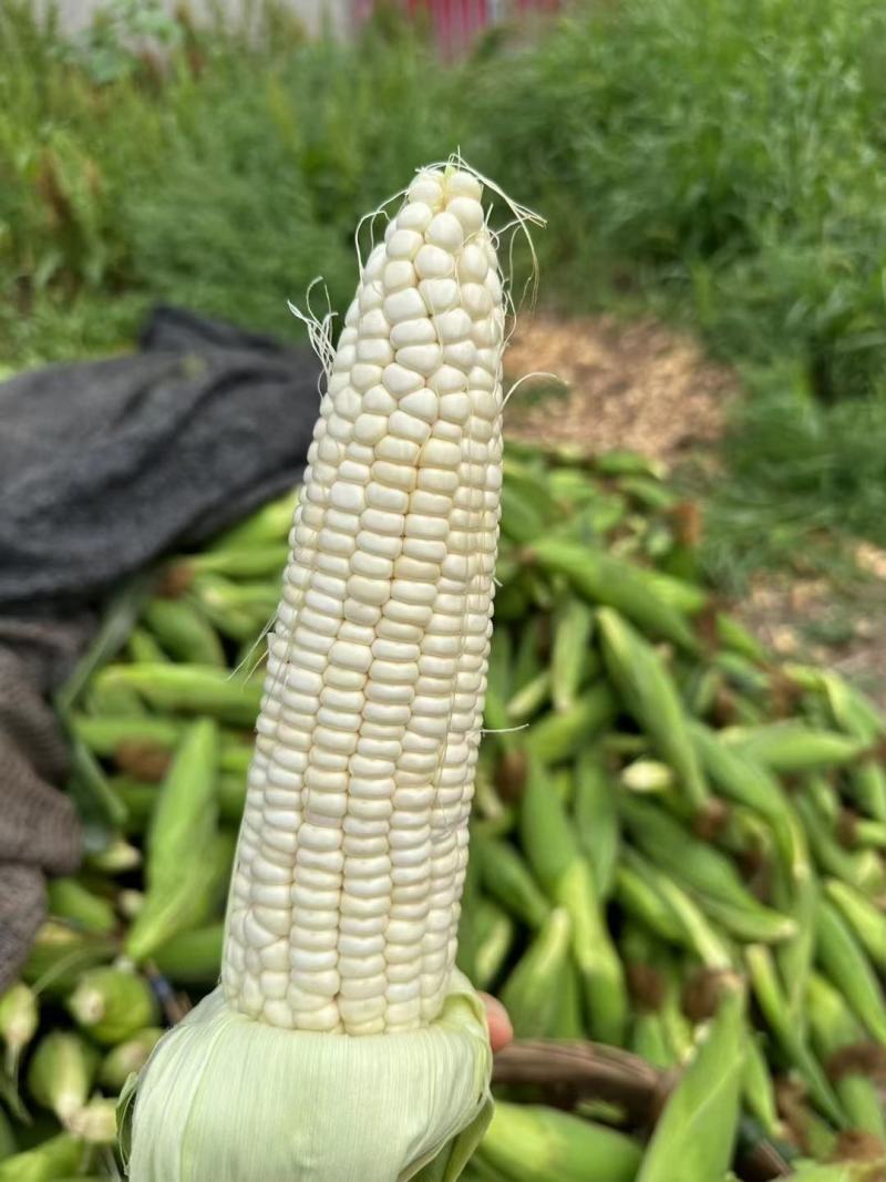 广西玉米，万糯2000，万糯188，白糯玉米，全国直发
