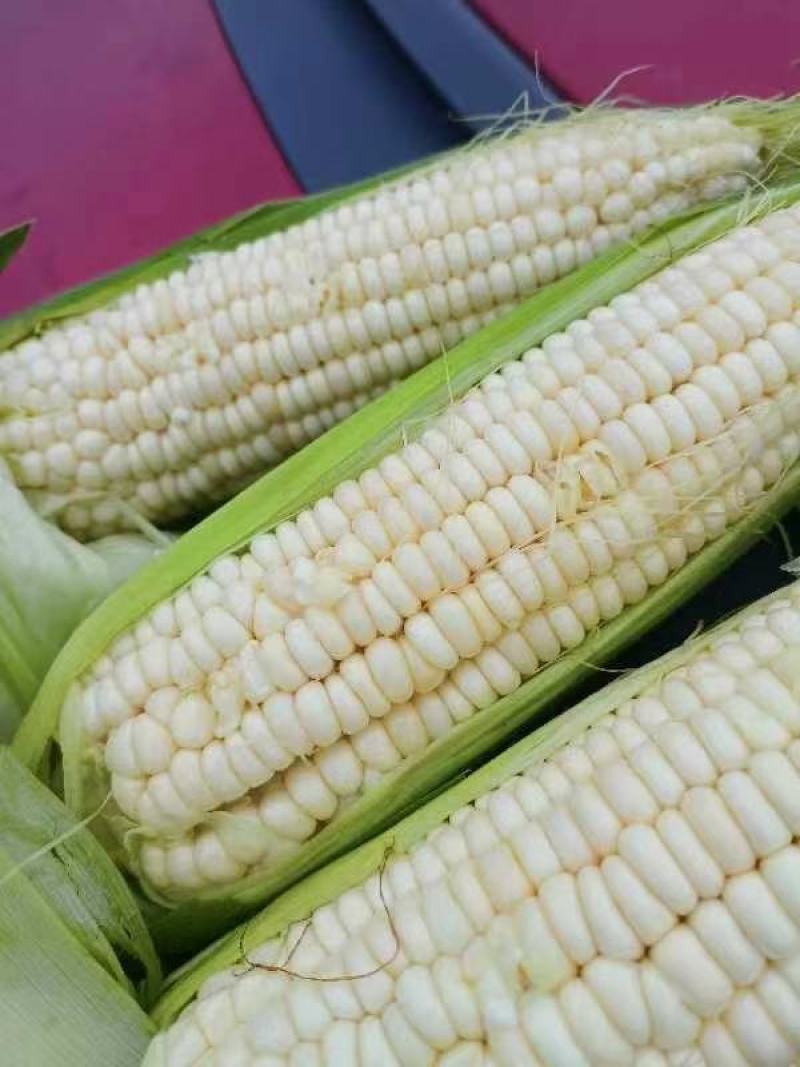 广西玉米，万糯2000，万糯188，白糯玉米，全国直发