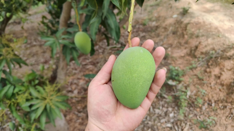 广西品质台农芒产地一手货源全国发货量大优惠