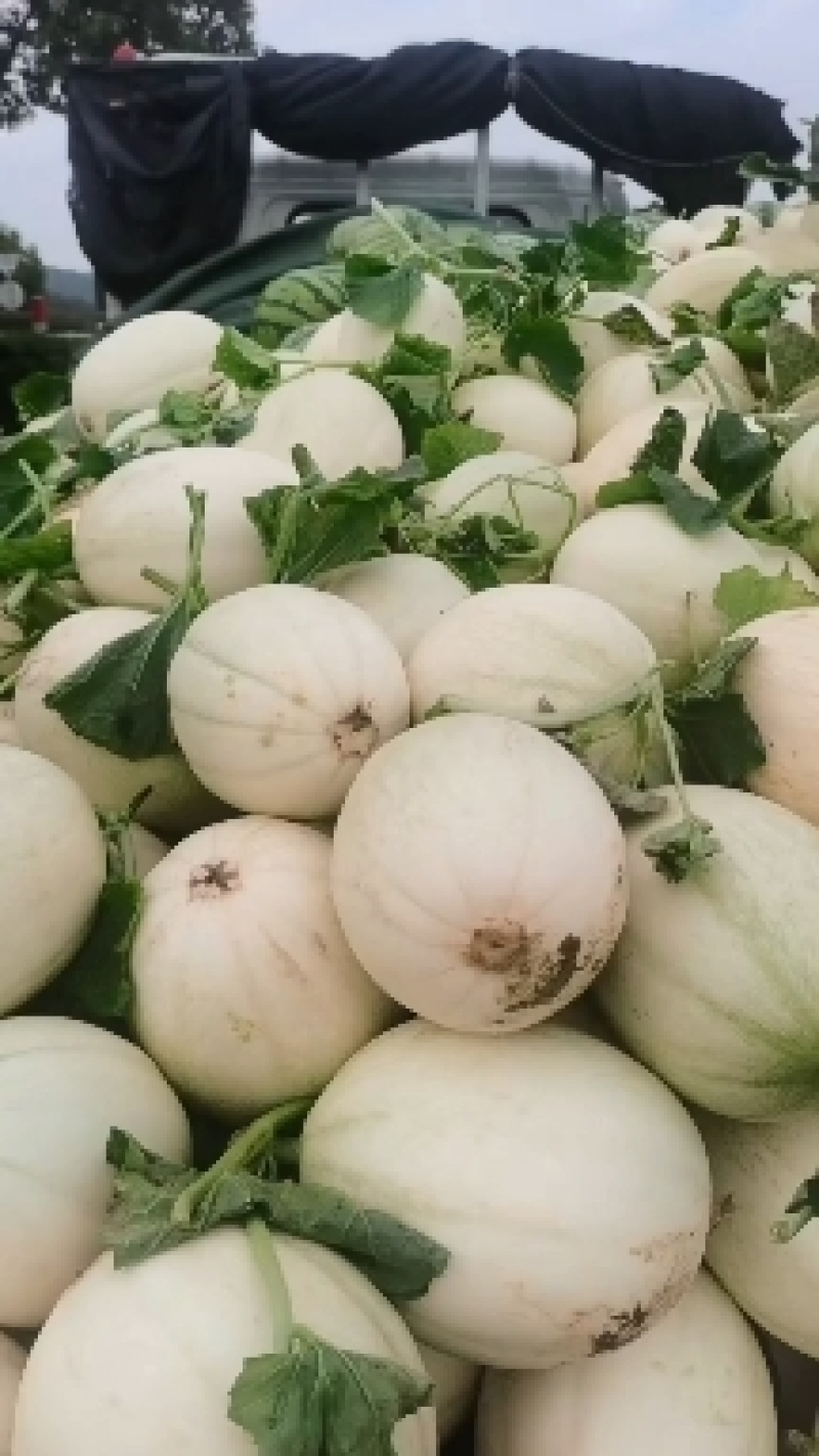 东方蜜1甜瓜，一斤以上现货。