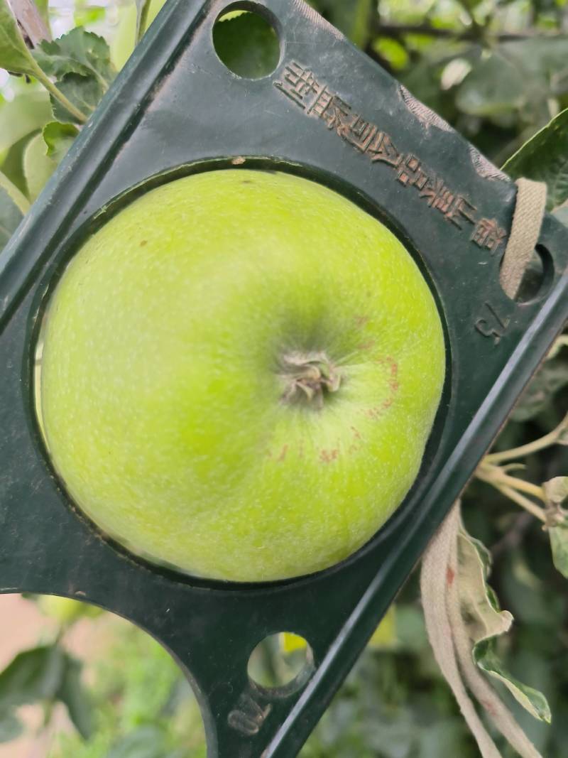 华硕，华佳青苹果