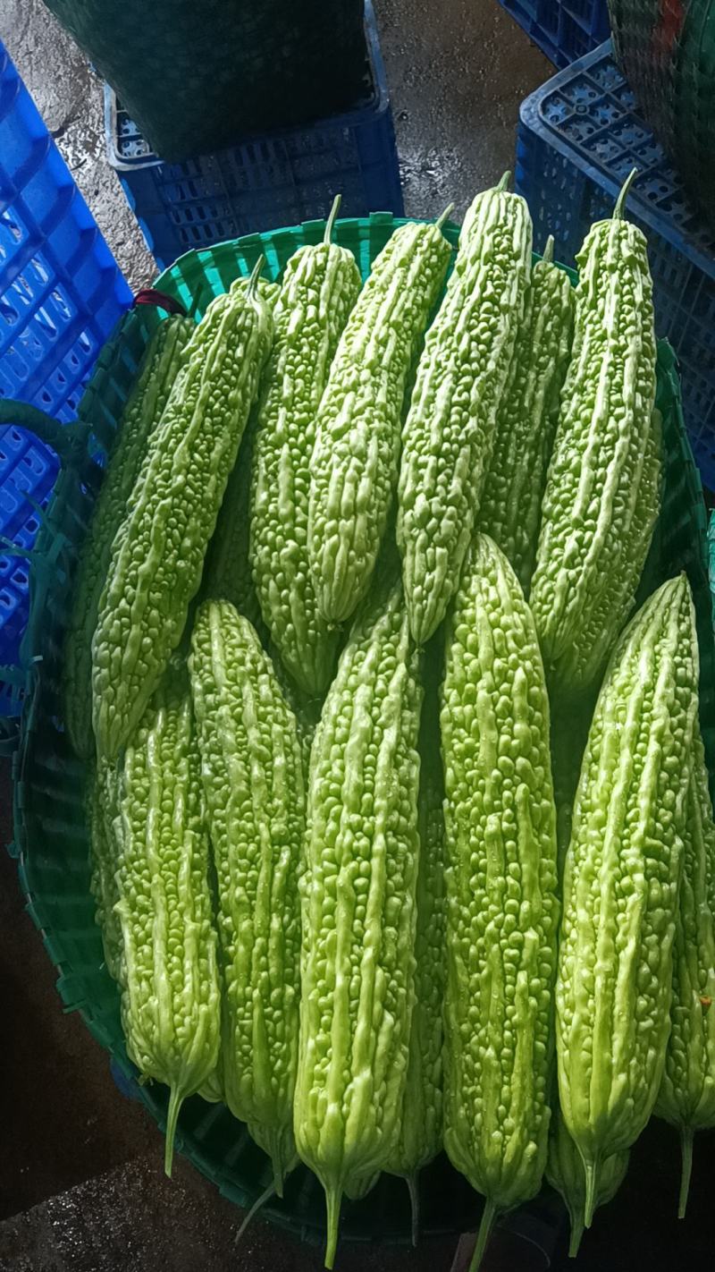 精品苦瓜