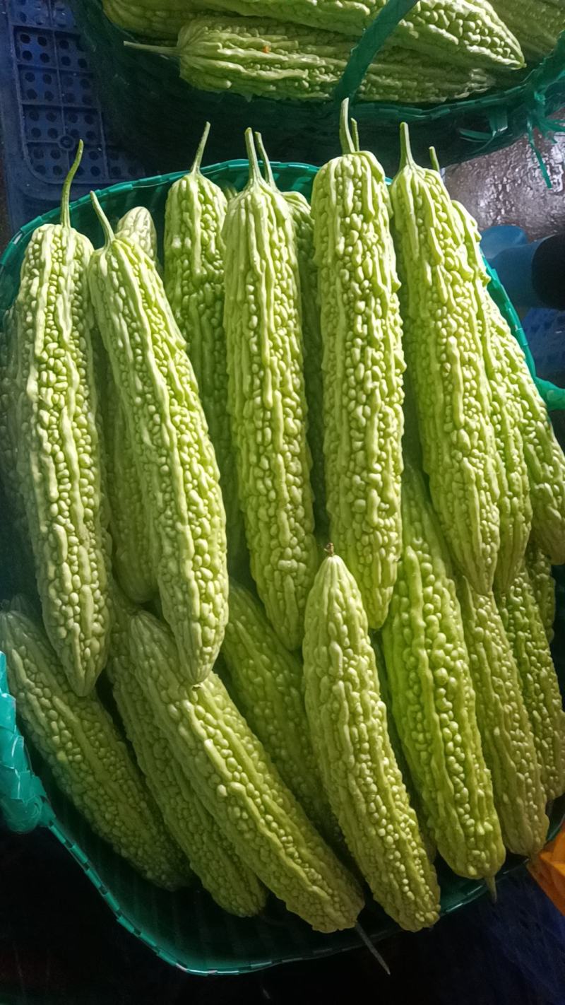 精品苦瓜