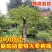 嫁接沾化冬枣树苗龙须枣别墅庭院地栽特大型果树苗带土球发货