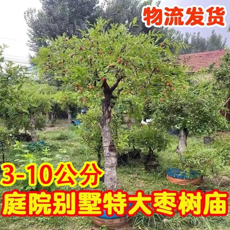 嫁接沾化冬枣树苗龙须枣别墅庭院地栽特大型果树苗带土球发货
