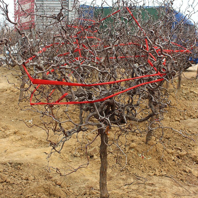 嫁接沾化冬枣树苗龙须枣别墅庭院地栽特大型果树苗带土球发货