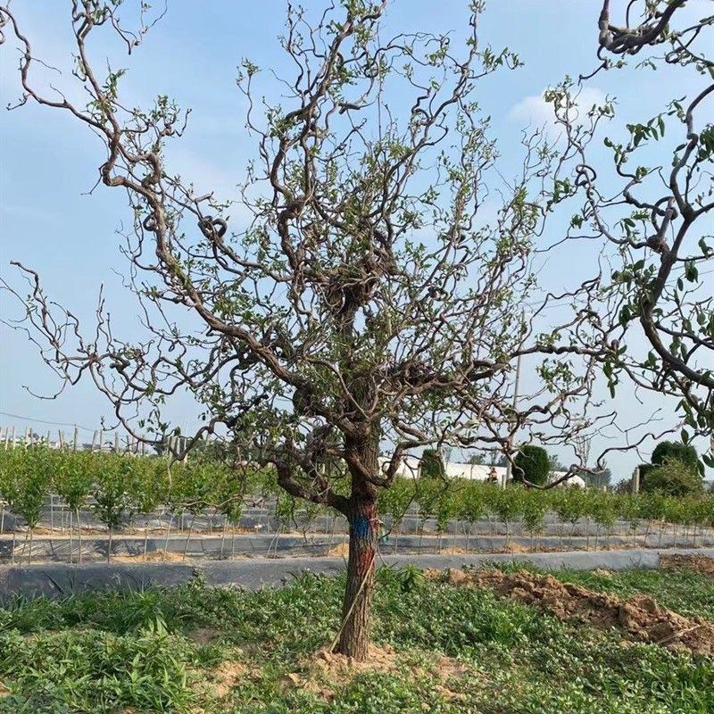 嫁接沾化冬枣树苗龙须枣别墅庭院地栽特大型果树苗带土球发货