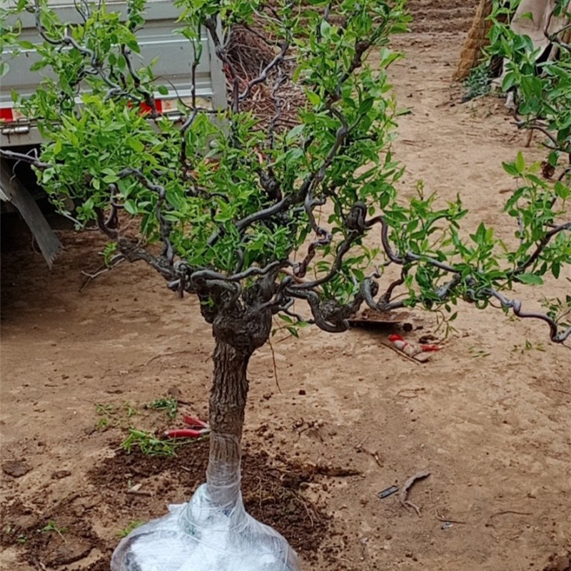 嫁接沾化冬枣树苗龙须枣别墅庭院地栽特大型果树苗带土球发货