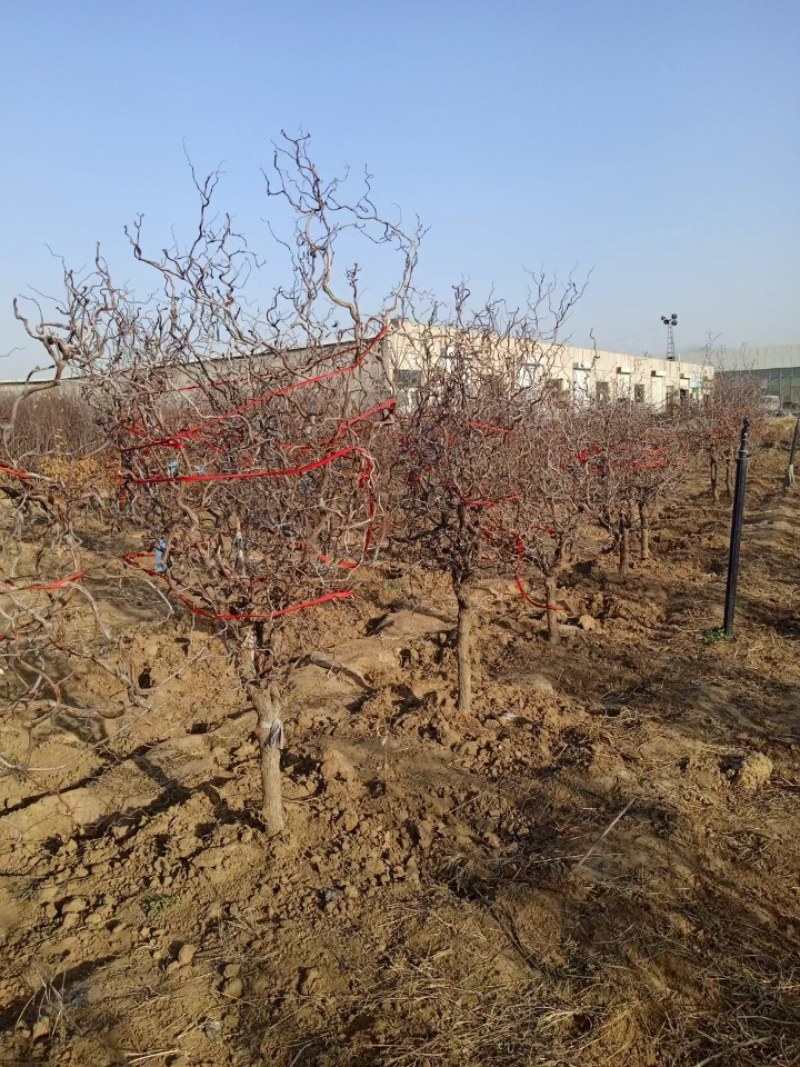 嫁接沾化冬枣树苗龙须枣别墅庭院地栽特大型果树苗带土球发货