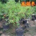 嫁接沾化冬枣树苗龙须枣别墅庭院地栽特大型果树苗带土球发货