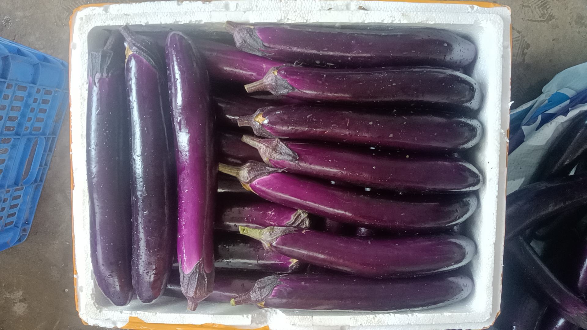 广式长茄特写