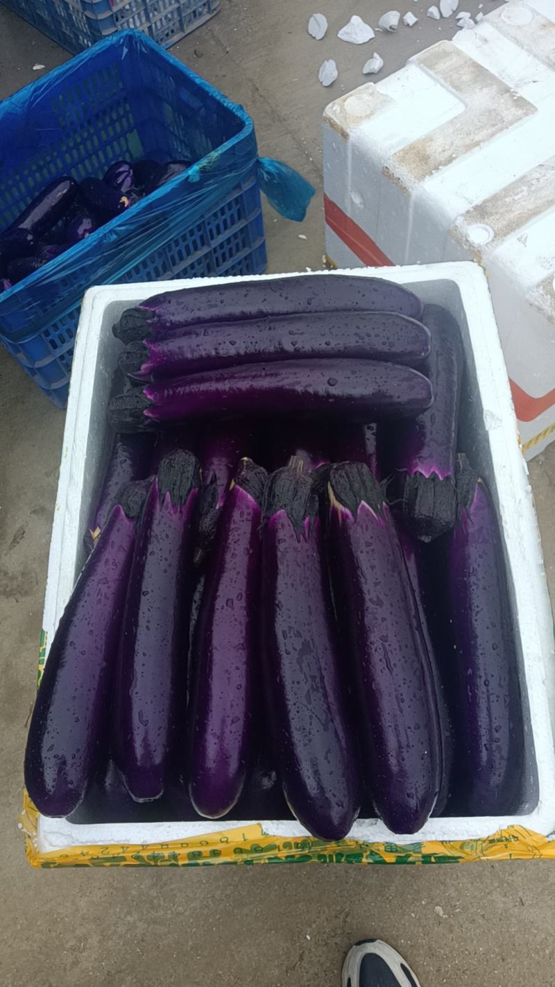精品茄瓜
