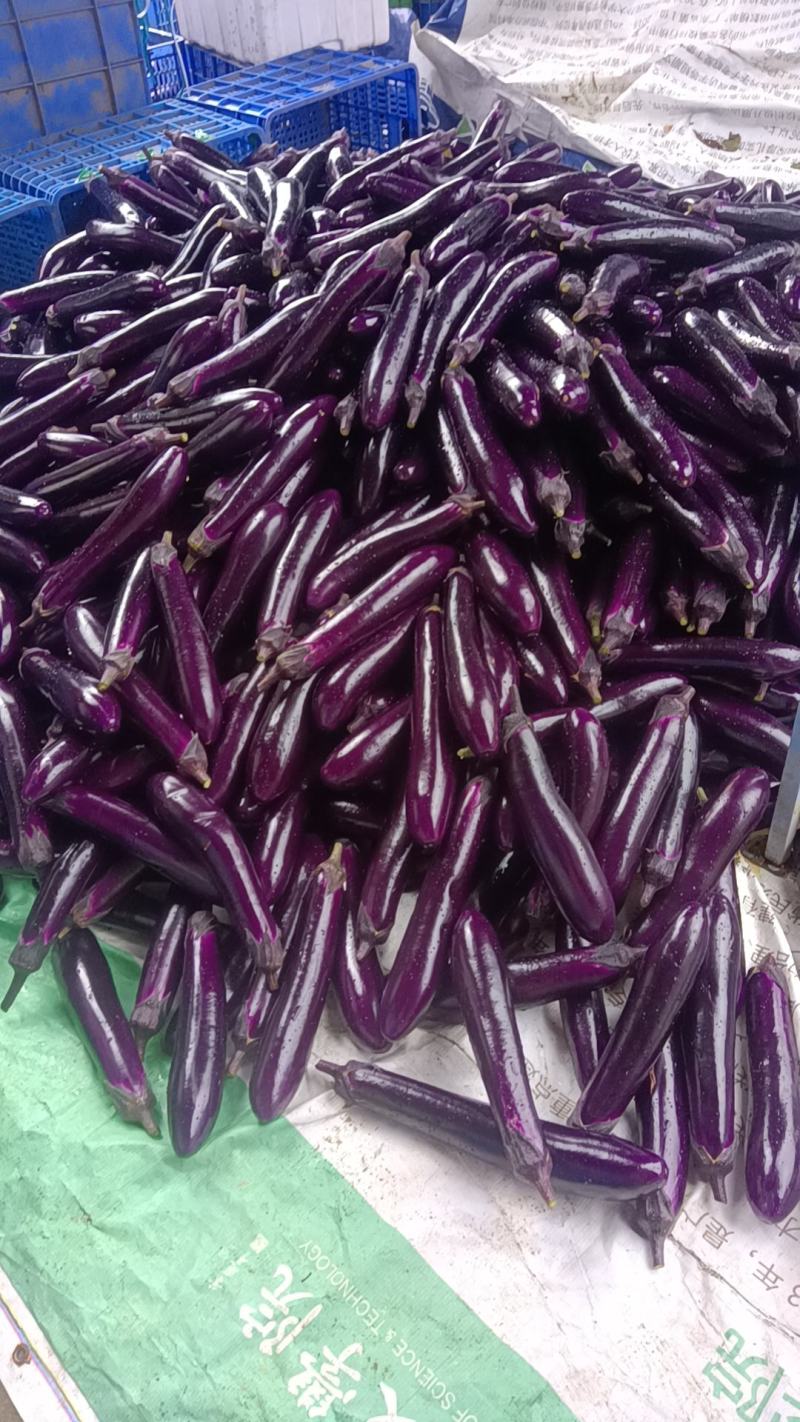 精品茄瓜
