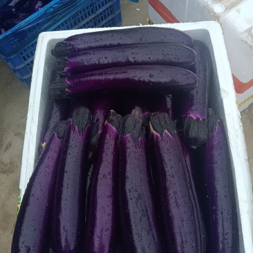 精品茄瓜