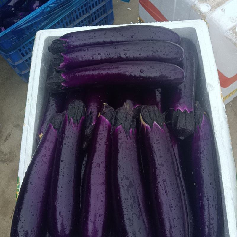 精品茄瓜