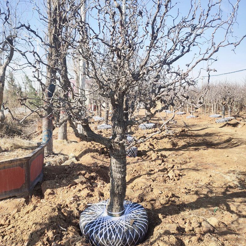 龙须枣树苗盘龙枣树苗品种盆栽地栽树枝复古水果苗树苗