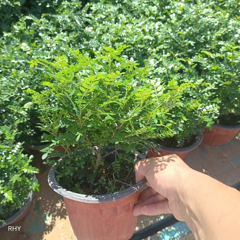 胡椒木，绿化苗木，观赏木，盆栽清香木