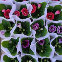 大岩桐，芙蓉花，5个颜色，120盆，大量出售中，欢迎选购