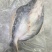巴沙鱼反骨工艺干冰开背鱼三去工艺速冻锁鲜真空包装