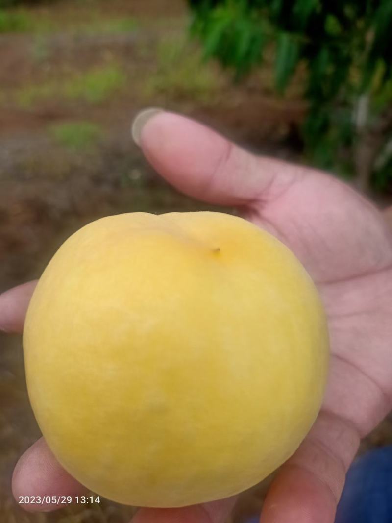 套袋黄金蜜，大量供应市场，电商，各大平台，出口，可发货