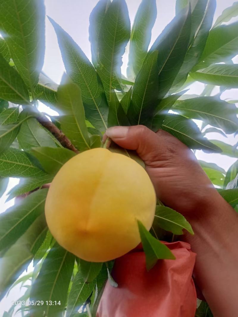 套袋黄金蜜，大量供应市场，电商，各大平台，出口，可发货