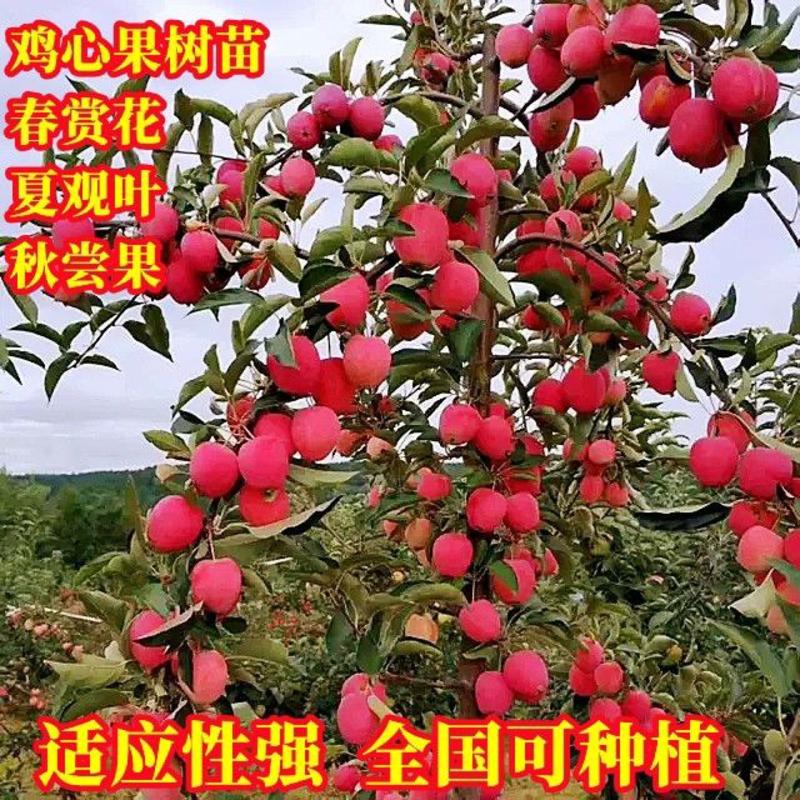 东北耐寒鸡心果苗果树苗盆栽鸡心果树苗矮化苹果苗庭院种植果