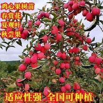 抗寒鸡心果树苗锦绣海棠小苹果树苗嫁接沙果盆栽南方北方种植