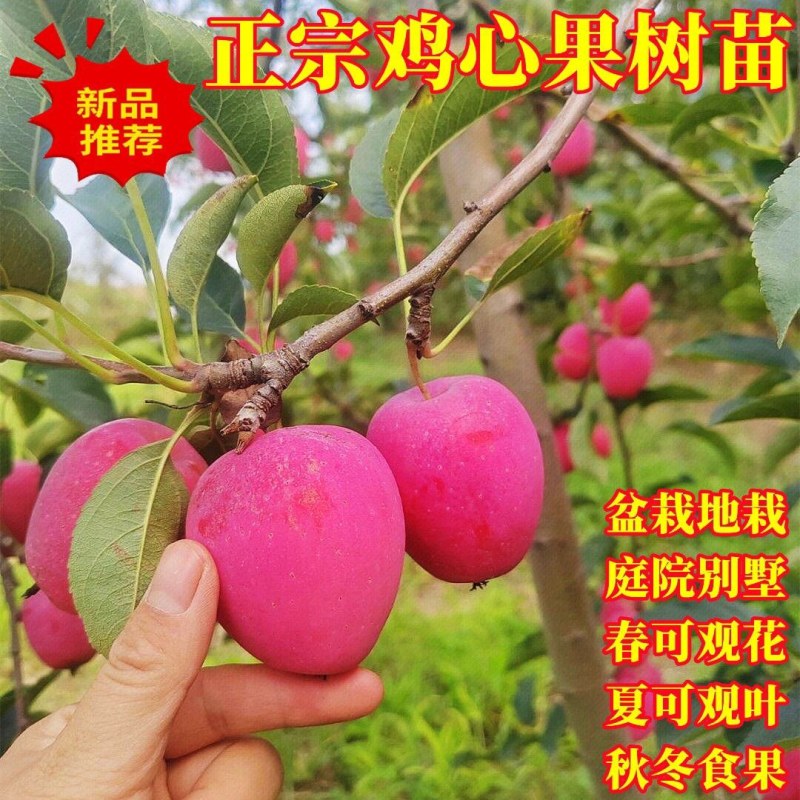 抗寒鸡心果树苗锦绣海棠小苹果树苗嫁接沙果盆栽南方北方种植