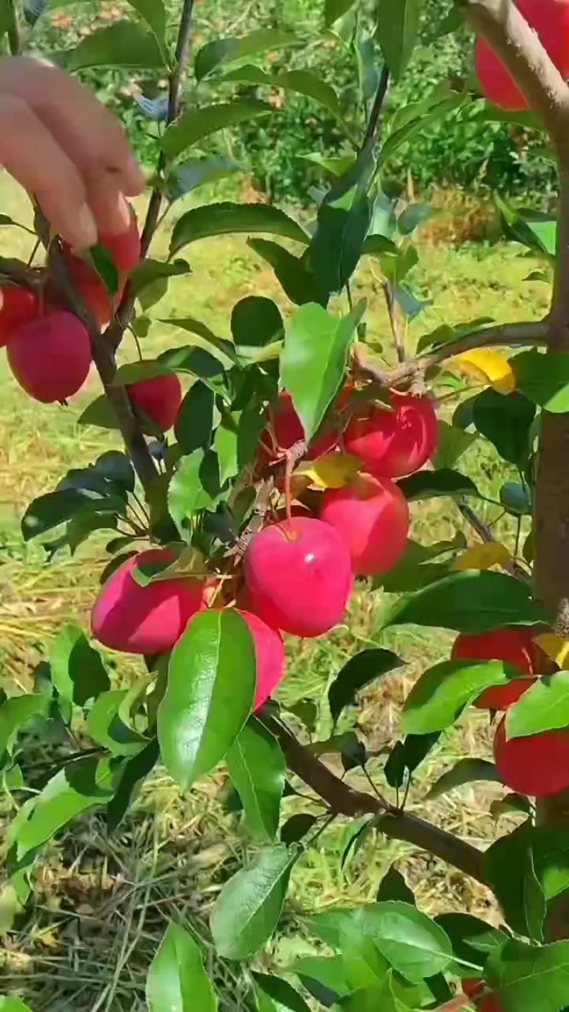 抗寒鸡心果树苗锦绣海棠小苹果树苗嫁接沙果盆栽南方北方种植