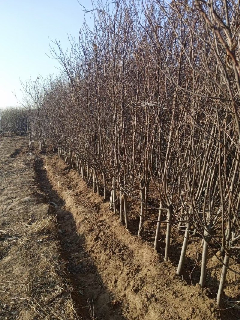 抗寒鸡心果树苗锦绣海棠小苹果树苗嫁接沙果盆栽南方北方种植