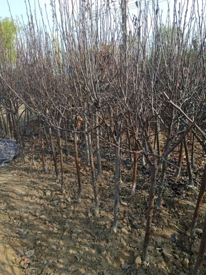 抗寒鸡心果树苗锦绣海棠小苹果树苗嫁接沙果盆栽南方北方种植